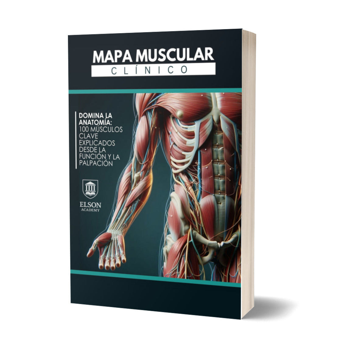 100 Músculos- Mapa muscular clínico